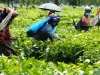चाय का निर्यात आठ प्रतिशत कम रहने की आशंकाः रिपोर्ट 