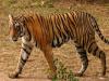 लखीमपुर-खीरी: फुलकारी पैलेस के पास दिखा बाघ, ग्रामीणों में दहशत 