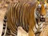 लखीमपुर-खीरी: रात भर घर के आंगन में टहलता रहा बाघ, घर वालों की अटकी रहीं सांसें