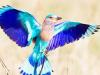 Dussehra 2023: दशहरा का दिन हो और इस पक्षी का हो जाए दर्शन, तो समझिए खुलने वाला है किस्मत का ताला!