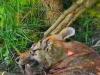 बहराइच : कतर्नियाघाट में इलाज के दौरान घायल बाघ की मौत - Video