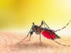 बरेली: डेंगू-मलेरिया के लिए जितने जिम्मेदार मच्छर, उतने अफसर...जानिए मामला
