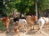 लखीमपुर-खीरी: भाकियू के सहयोग से ग्रामीणों ने गौशाला में बंद किए पशु 