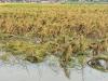 बहराइच: बारिश ने किसानों के अरमानों पर फेरा पानी, भीग गई फसल