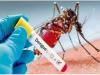 यूपी में नहीं थम रहा डेंगू का प्रकोप, तमाम जिले अतिसंवेदनशील घोषित