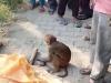 अमरोहा : बुजुर्ग की मौत पर बंदर का मातम करते वीडियो वायरल