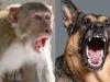 बरेली: कुत्ता...बिल्ली...बंदरों का आतंक बरकरार, जनवरी से सितंबर तक 79,047 को लगी ARV 