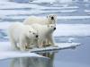 Global warming: समुद्री बर्फ पिघलने से ‘Polar bear’ का जीवन हुआ मुश्किल, आबादी में हुई गिरावट 