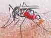 मुरादाबाद: मासूमों को डेंगू का डंक, 1 से 9 साल के चार बच्चों सहित 14 संक्रमित
