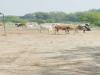 प्रतापगढ़: गोशाला में पशु तस्करों का धावा, उठा ले गए 32 गोवंश