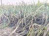 बहराइच: हाईटेंशन लाइन टूटकर खेत में गिरी, 15 बीघा गन्ने की फसल जलकर हुई राख