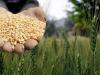 रुद्रपुर: राज्य के किसानों के लिए गेहूं के बीजों की दर 4260 रुपये प्रति क्विंटल निर्धारित