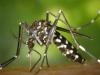 बरेली: शहर में कमजोर, ग्रामीण क्षेत्र में मच्छरों का डंक तेज