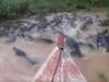  VIRAL VIDEO: मगरमच्छों से भरे तालाब में नाव लेकर घुसा शख्स, भयानक नजारा किया रिकॉर्ड, आगे का मंजर खड़े कर देगा रोंगटे 