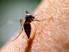 बरेली: जिले में बेकाबू हुआ डेंगू और मलेरिया, बुखार से तप रहे 3460 मरीज