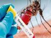 शाहजहांपुर: खुटार में एलआईसी एजेंट की डेंगू और महिला की बुखार से मौत
