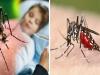 बरेली: डेंगू का प्रकोप नहीं हो रहा कम, छह मरीज मिले