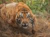 रामनगर: ढिकाला पर्यटक आवास कैम्पस के पास बाघ ने श्रमिक को मौत के घाट उतारा  
