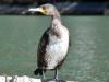 नैनीताल: नैनी झील शोभा बढ़ाने पहुंचे प्रवासी आधा दर्जन कार्मोरेंट पक्षी