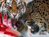 हल्द्वानी: मानव वन्यजीव संघर्ष : कब थमेगी यह जंग