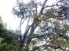 नैनीताल: बांज वृक्ष को बाना से बचाने के लिए वन विभाग के हाथ खाली