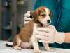 बरेली: शहर में 1500 से अधिक पालतू कुत्ते को लगे टीके, रजिस्ट्रेशन मात्र 116 