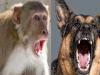 बरेली: नेता लोग वर्ल्ड क्लास सिटी बनाने चले... कुत्तों-बंदरों ने और तेज कर दिए हमले