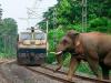 असम : ट्रेन की चपेट में आने और गहरे नाले में गिरने से दो हाथियों की मौत