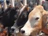 Kanpur: अब सड़क पर मिली गाय नगर निगम की होगी, महापौर प्रमिला पांडेय ने कहा- दबाव में न आएं, गाय जब्त करें