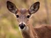 बरेली: हिरण के शिकार की फर्जी सूचना देने वाले को पुलिस ने किया गिरफ्तार
