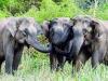 दिनेशपुर: जंगली हाथियों ने नष्ट की धान की फसल, मुख्यमंत्री को भेजा ज्ञापन 