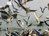 गदरपुर: बौर जलाशय में प्रवासी साइबेरियन पक्षी मृत मिले, कारण जानने को किया पोस्टमार्टम