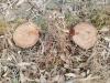 बरेली: राजस्थान में मजदूरी करने गया परिवार, खेत से काट लिए सभी पेड़, पुलिस पर मिलीभगत का आरोप