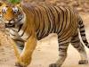 लखीमपुर-खीरी: गन्ने में छिपे बैठे बाघ ने युवक को बनाया निवाला, परिवार में मचा कोहराम  