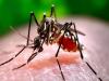 बांग्लादेश में डेंगू के 1291 नए मामले, छह लोगों की मौत