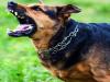 Kanpur dog attack : खूंखार कुत्ते का फिर हमला, नहीं लगी वैक्सीन