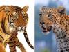 भीमताल: कैमरों में भी नहीं दिखाई दे रहा तेंदुआ और बाघ 