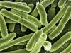 हल्द्वानी: जीवाणु संक्रमण की चपेट में दस माह का मासूम