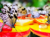 देहरादून: लच्छीवाला में Butterfly park होगा खास, साथ में लिजिए Herbal Garden का मजा