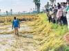 आंध्र प्रदेश: चक्रवात ‘मिगजॉम’ से हजारों एकड़ की फसल बर्बाद, किसानों का भारी नुकसान