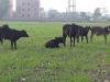 मुरादाबाद : छुट्टा पशु बर्बाद कर रहे खेतों की हरियाली, किसानों को हो रहा है नुकसान