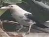 क्या आपने कभी देखा है सफेद कौआ? रामपुर में राहगीरों ने कैमरे में कैद किया ये नजारा... देखकर आप रह जाएंगे दंग