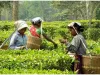 नैनीताल: उत्तराखंड में चाय उत्पादन योजनाओं को पर्यटन से जोड़ने की कवायद