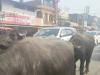 हरदोई: बेलगाम भैंसों ने माननीय के काफिले में लगाया ब्रेक!, बावन रोड पर रुका रहा काफिला, सुरक्षाकर्मियों ने खदेड़ा 