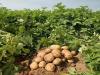 बाराबंकी: आलू की फसल को झुलसा व पाले से बचाने के दिए जिला कृषि रक्षा अधिकारी ने किसानों को दिए टिप्स