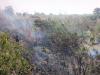 रायबरेली: वन विभाग के जंगल में लगी आग, एक हजार से अधिक पौधे और वन संपदा जलकर हुई राख