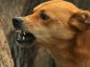 संभल: एक कुत्ता दर्जनों ग्रामीणों पर पड़ा भारी, 11 इंसानों और 8 पशुओं को किया जख्मी 