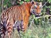 रामनगर: लकड़ी बीनने गई महिला को बाघ ने बनाया अपना निवाला, घटना के बाद ग्रामीणों में रोष    