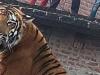 पीलीभीत: वासस्थलों का सफाया होने से बाहर निकल रहे बाघ, टाइगर रिजर्व बनने के बाद से 14 पकड़े जा चुके..फिर भी नहीं समाधान 