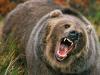 हल्द्वानी: भालू ने वन दरोगा पर किया हमला, घायल